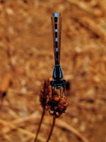 "Smiling Dragonfly" Cachuma Lake, CA