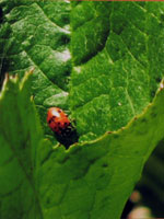 "Ladybug" Oakhurst, CA