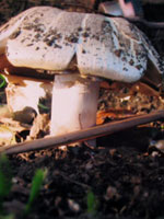 "Mushroom" Mar Vista, CA