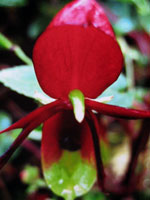 "Red Orchid" Pasadena, CA